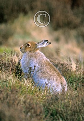 Mountain or Blue Hare in Summer Coat DM0753